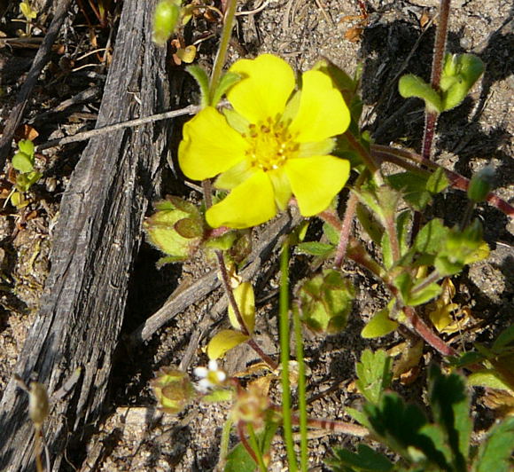 Sand-Fingerkraut (Potentilla cenerea) April 2010 Viernheimer Heide + Garten 063