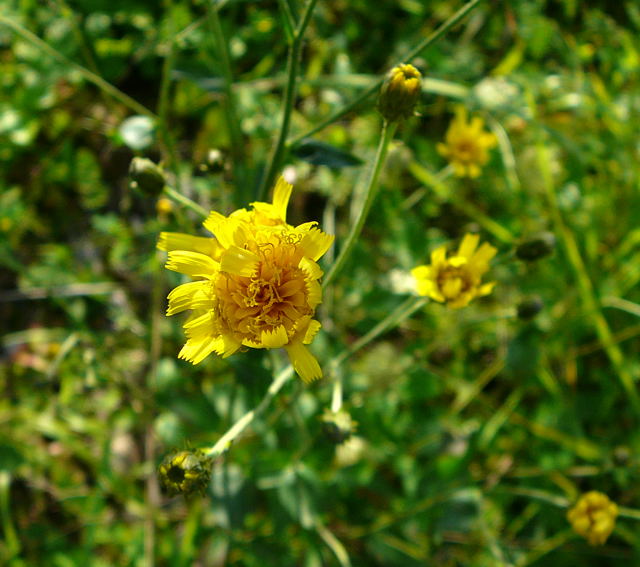 Savoyer Habichtskraut (Hieracium sabaudum agg.) Sept 2010 Viernheimer Glockenbuckel Blumen 054