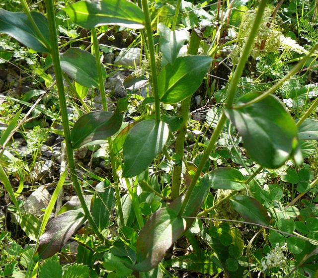 Savoyer Habichtskraut (Hieracium sabaudum agg.) Sept 2010 Viernheimer Glockenbuckel Blumen 055