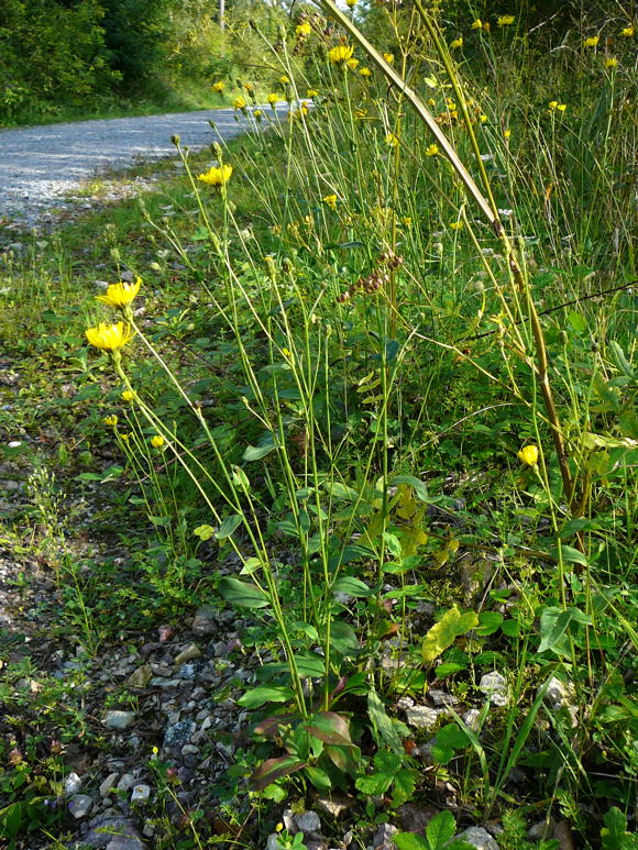 Savoyer Habichtskraut (Hieracium sabaudum agg.) Sept 2010 Viernheimer Glockenbuckel Blumen 056