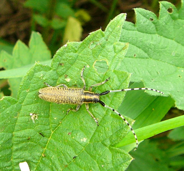 Scheckhorn-Distelbock (Agapanthia villosoviridescens Juni 2010 Hemsbach Graben 049