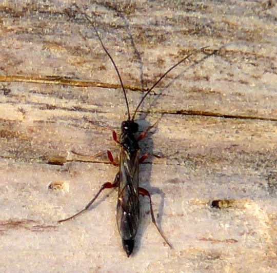 Schlupfwespe (Parasitica) April 09 Insekten & Wildblumen Viernheimer Wald 018