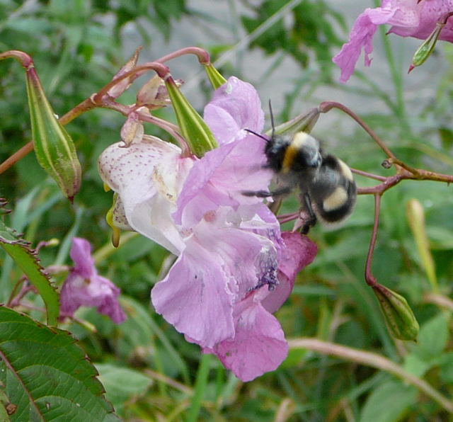 Schmarotzerhummel 2 Psithyrus spec. Sep 2009 Htt. Garten 019