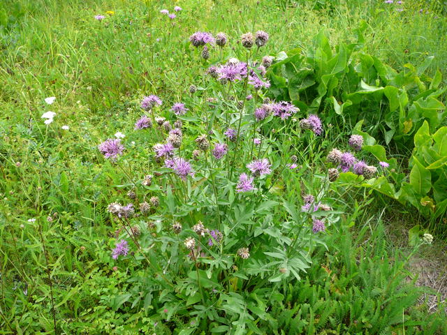 Skabiosen-Flockenblume Urlaub 2009 bad neustadt u. schiefergebirge thringen 022