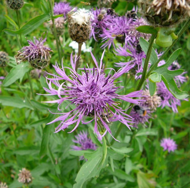 Skabiosen-Flockenblume Urlaub 2009 bad neustadt u. schiefergebirge thringen 023