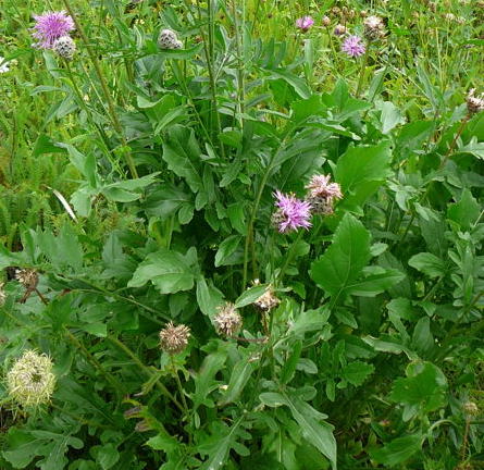 Skabiosen-Flockenblume Urlaub 2009 bad neustadt u. schiefergebirge thringen 026a