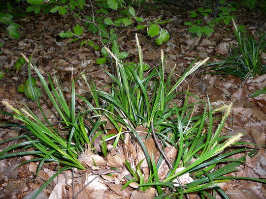 Wald-Segge (Carex sylvatica) April 09 Insekten & Wildblumen Viernheimer Wald 031