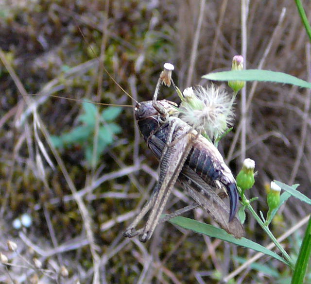 Westliche Beischrecke (Platycleis albopunctata) Weibchen Sept 2010 Huett u. Viernheimer Glockenbuckel Insekten 078