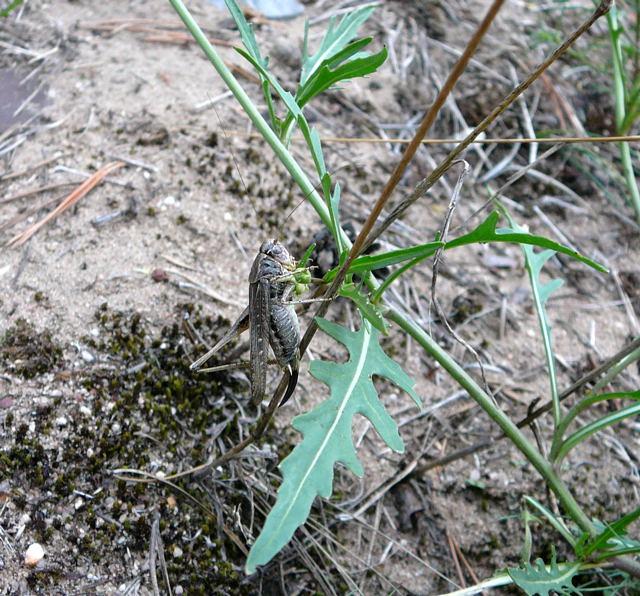 Westliche Beischrecke (Platycleis albopunctata) Weibchen Sept 2010 Huett u. Viernheimer Glockenbuckel Insekten 081