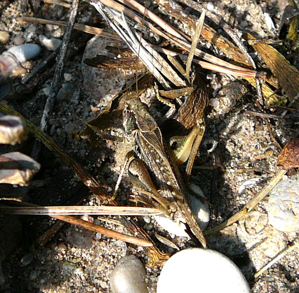Westliche Beischrecke (Platycleis albopunctata) Weibchen Sept 2010 Viernheimer Glockenbuckel Blumen 049