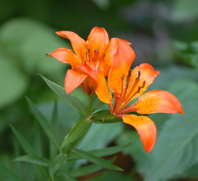 Wiesen-Feuerlilie (Lilium bulbiferum)  Mai 09 Htt Mlldepnie u.Viernheimer Wald 034