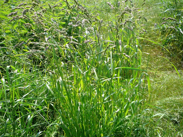 Wiesen-Knuelgras  Dactylis glomerata Mai 2010 Hemsbach Graben Wiese Storch, Blumen u. Insekten 043