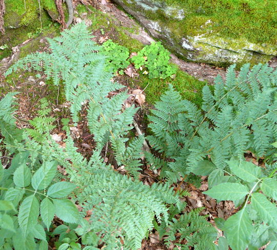 Wurmfarn Dryopteris spec. Juni 2008 Annweiler Trifels Naturpark Pflzer Wald 085