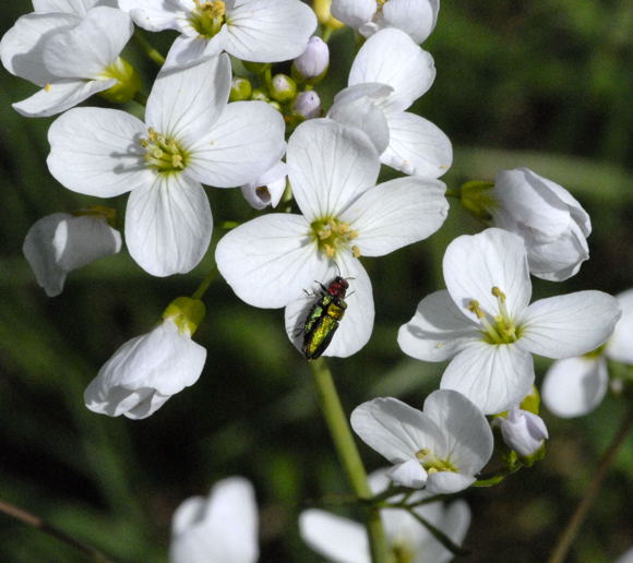 Zierlicher Prachtkfer (Anthaxia nitidula) April 2011 Laudenbach Insekten und Blumen NIKON 053