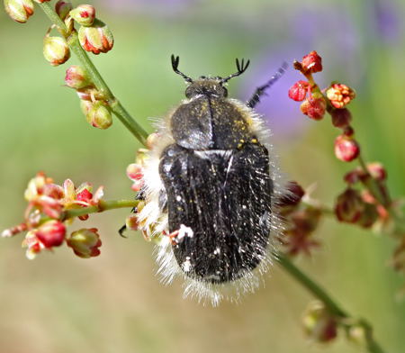 Zottigen Rosenkfer (Tropinota hirta)-HeideLampertheim-fusselig-17.05.09-2-450-N