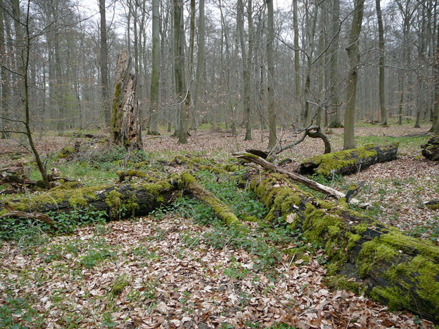 2012-April-16 FFH Reliktwald Holzwirtschaft Harvester Habitatb 103