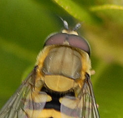 Behaarte Schwebfliege Syrphus torvus Mnnchen Fellhorn A