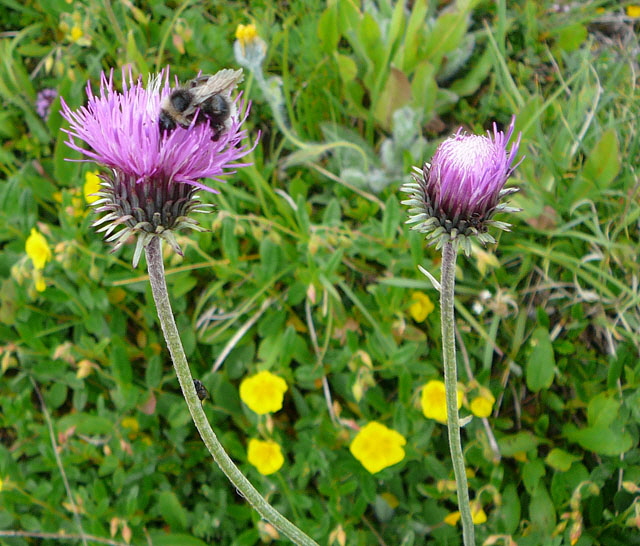 Berg-Distel (Carduus defloratus)   9.7.2011 Allgu Alpen Fellhorn Oberstdorf-Faistenoy 109