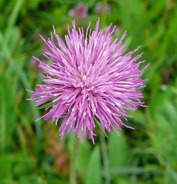 Berg-Distel (Carduus defloratus) 2011-07-14 Bad Reichenhall, Weissbach u. Jochberg 004