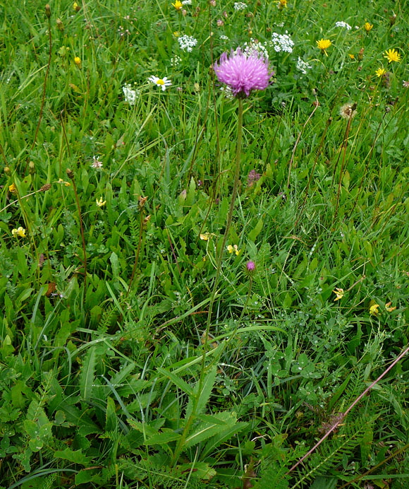 Berg-Distel (Carduus defloratus) 2011-07-14 Bad Reichenhall, Weissbach u. Jochberg 003