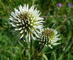 Berg-Klee Trifolium montanum kl.