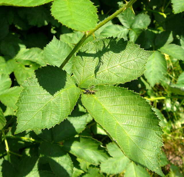 Bienenjagende Knotenwespe (Cerceris rybyensis) Mnnchen Mai 2011 Httenfeld Insekten 015