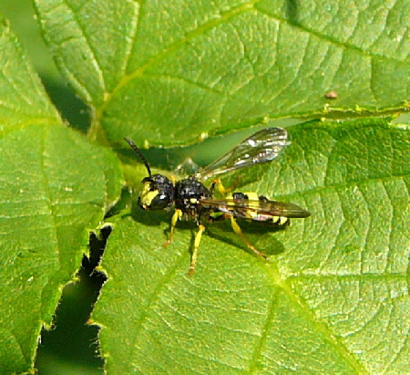 Bienenjagende Knotenwespe (Cerceris rybyensis) Mnnchen Mai 2011 Httenfeld Insekten 016