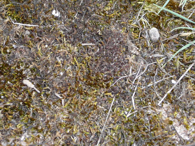 Blauflgelige dlandschrecke (Oedipoda caerulescens) Juni 09 Huett - Lorsch Biotop Rote Erde 008