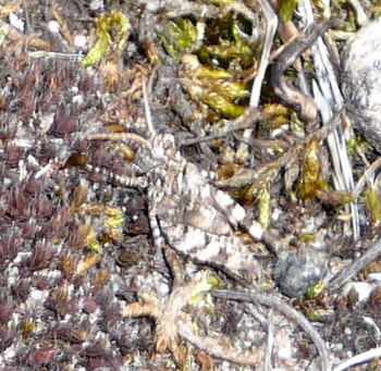 Blauflgelige dlandschrecke (Oedipoda caerulescens) Juni 09 Huett - Lorsch Biotop Rote Erde 008a