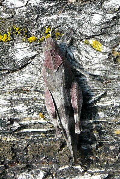 Blauflgelige dlandschrecke (Oedipoda caerulescens) Sept 2010 Viernheimer Glockenbuckel Blumen 043