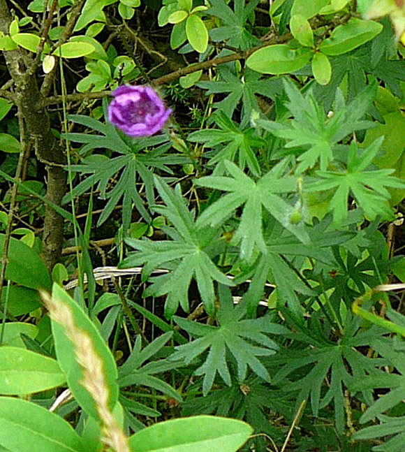 Blut-Storchschnabel (Geranium sangiuneum) Juni 2011 Oberlaudenbach Wiese Blumen u. Insekten 065a