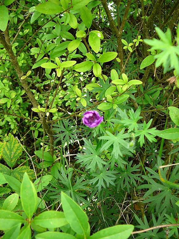 Blut-Storchschnabel (Geranium sangiuneum) Juni 2011 Oberlaudenbach Wiese Blumen u. Insekten 050