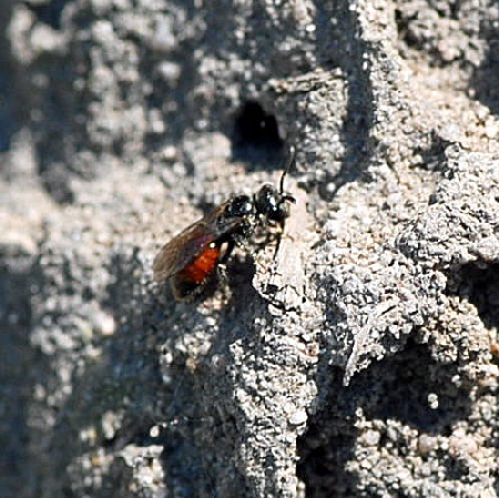 Blutbiene 3 Sphecodes spec. Mai 09 Lorsch Weschnitzinsel 067a