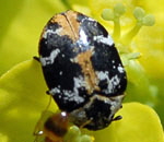 Braunwurz-Bltenkfer (Anthrenus scrophularia kl.