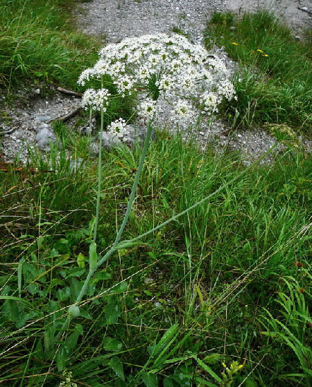 Breitblttriges Laserkraut (Laserpitium latifolium) 2011-07-15 Nationalpark Berchtesgarden Wimbachklamm+gries 024