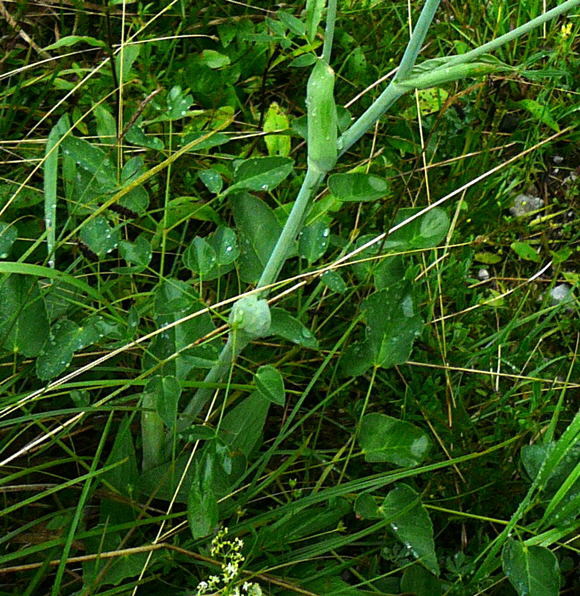 Breitblttriges Laserkraut (Laserpitium latifolium) 2011-07-15 Nationalpark Berchtesgarden Wimbachklamm+gries 024b