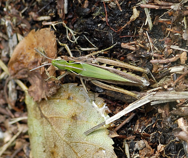 Bunter Grashpfer (Omocestus viridulus) 2012-08-25 Neuenburger Urwald, Spolsener Moor NIKON 036