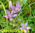 Deutscher Fransenenzian (Gentianella germanica agg) kl