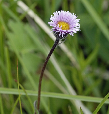 Einkpfiges Berufkraut (Erigeron uniflorus)   9.7.2011 Allgu Alpen Fellhorn NIKON 122