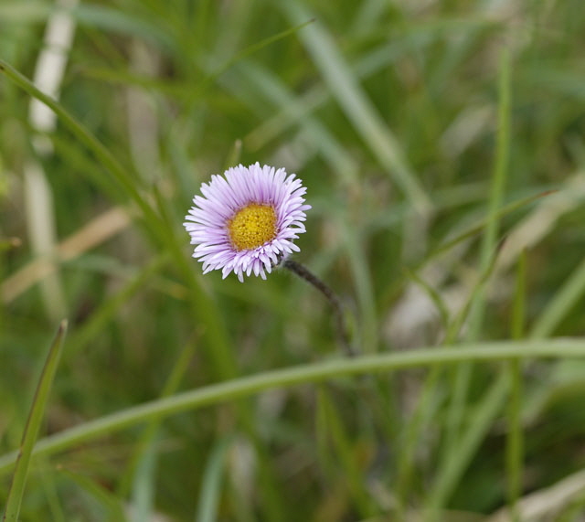 Einkpfiges Berufkraut (Erigeron uniflorus)  9.7.2011 Allgu Alpen Fellhorn NIKON 121