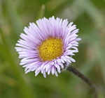 Einkpfiges Berufkraut (Erigeron uniflorus) kl.