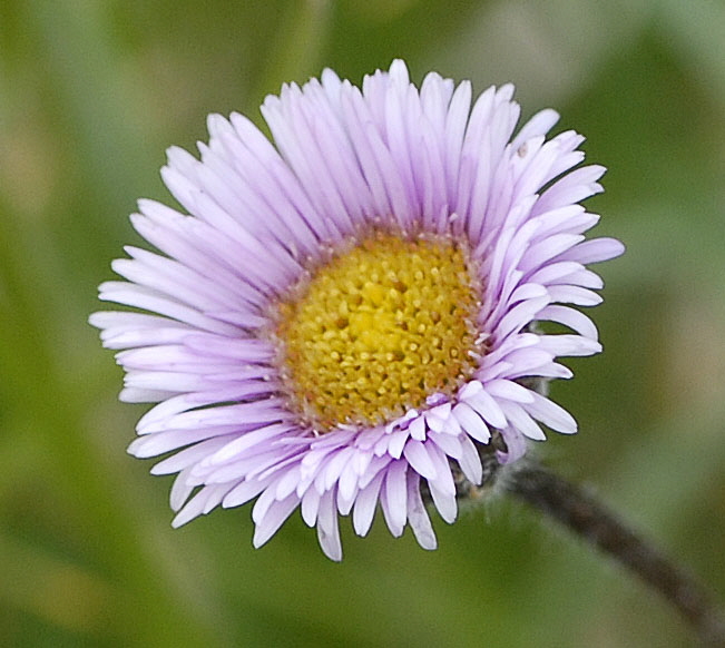 Einkpfiges Berufkraut (Erigeron uniflorus) t 9.7.2011 Allgu Alpen Fellhorn NIKON 121a