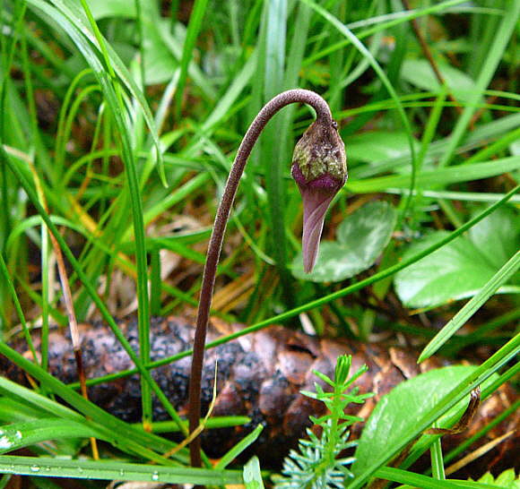 Europisches Alpenveilchen (Cyclamen purpurascens) 2011-07-14 Bad Reichenhall, Weissbach u. Jochberg 083