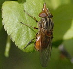 Feld-Schnabelschwebfliege (Rhingia cf. campestris) 2 kl.