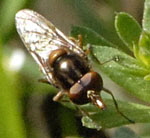 Feld-Schnabelschwebfliege (Rhingia cf. campestris) kl.