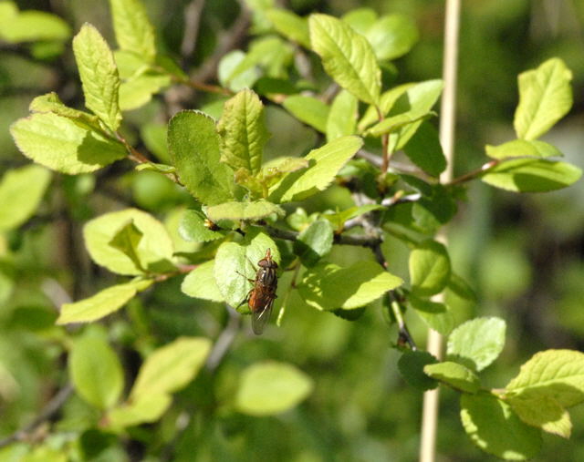 Feld-Schnabelschwebfliege (Rhingia cf. campestris) April 2011 Laudenbach Insekten und Blumen NIKON 005