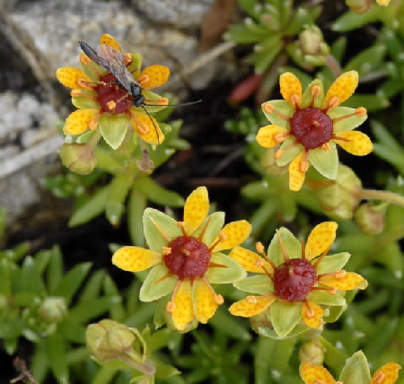 Fetthennen-Steinbrech (Saxifraga aizoides) Urlaub 2011 11.7.2011 Kreut Alm, Alpspitze Bergbahn NIKON 024a