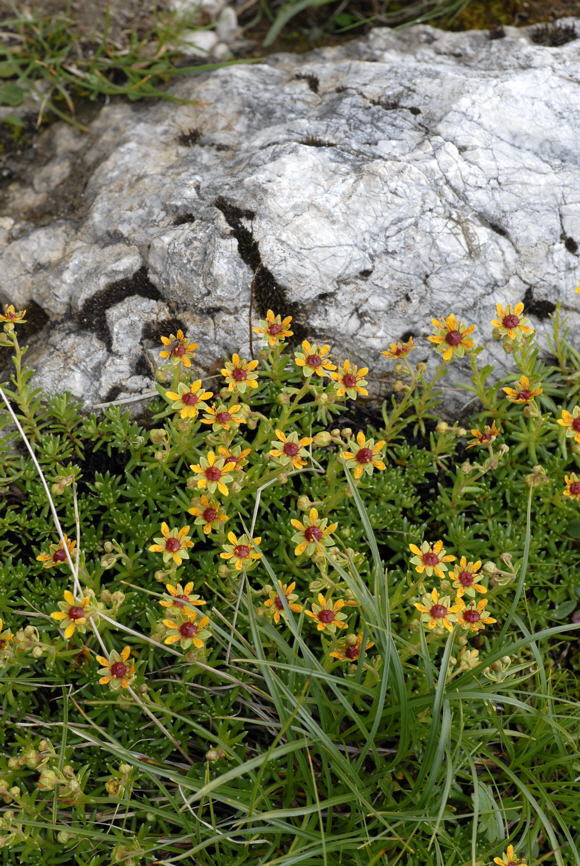 Fetthennen-Steinbrech (Saxifraga aizoides) Urlaub 2011 11.7.2011 Kreut Alm, Alpspitze Bergbahn NIKON 023