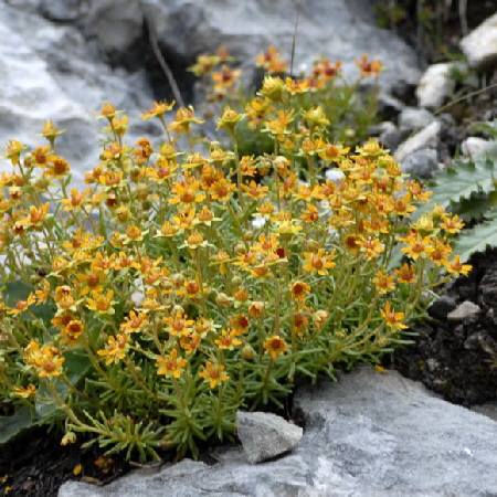 Fetthennen-Steinbrech (Saxifraga aizoides) Urlaub 2011 11.7.2011 Kreut Alm, Alpspitze Bergbahn NIKON 116a