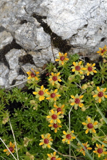 Fetthennen-Steinbrech (Saxifraga aizoides) Urlaub 2011 11.7.2011 Kreut Alm, Alpspitze Bergbahn NIKON 024